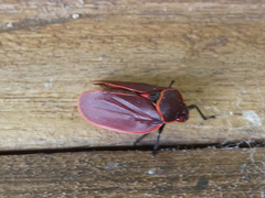 Iphirhina