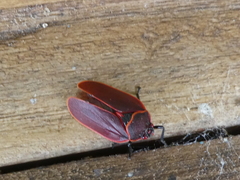 Iphirhina