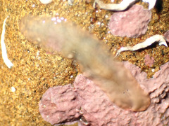 Notoplana