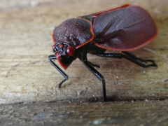 Iphirhina