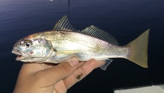Genyonemus lineatus