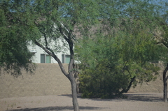 Prosopis