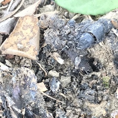 Saprosites japonicus