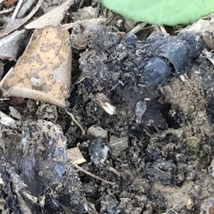 Saprosites japonicus