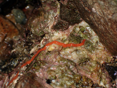 Tubulanus