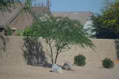 Prosopis