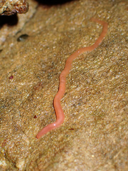 Tubulanus