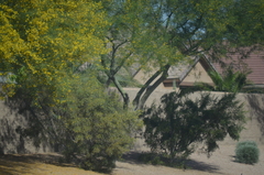 Parkinsonia