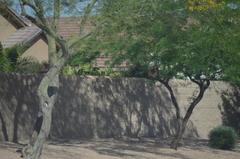 Parkinsonia