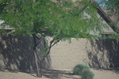 Prosopis