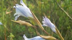 Gladiolus gracilis