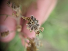 Hymenopappus carrizoanus