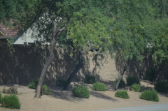 Prosopis