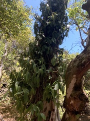Peperomia socorronis