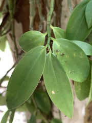 Peperomia socorronis