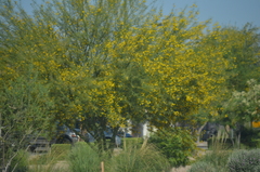 Parkinsonia