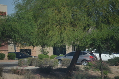 Prosopis