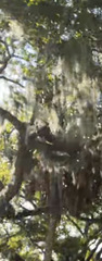 Tillandsia usneoides