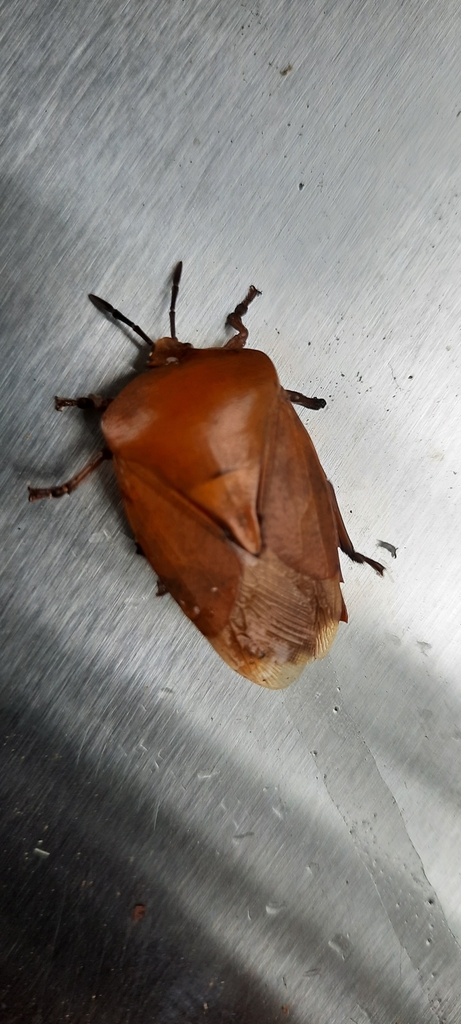 Lychee Stink Bug from 312台灣新竹縣橫山鄉橫山村 on May 1, 2022 at 11:32 AM by ...