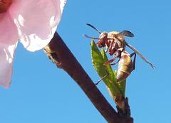 Prunus persica persica