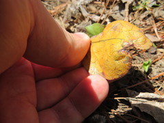 Rossmanomyces pyrolae