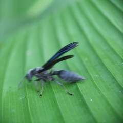 Synoeca septentrionalis