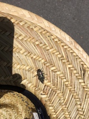 Chalcophora georgiana