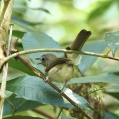 Malacopteron magnirostre