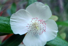 Eucryphia lucida