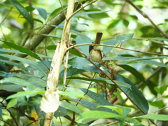 Malacopteron magnirostre