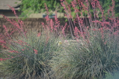 Hesperaloe