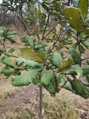 Quercus obtusata