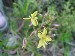 Cyanella lutea lutea