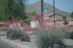 Hesperaloe