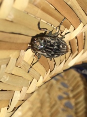 Chalcophora georgiana