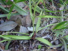 Cyanella lutea lutea
