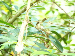 Malacopteron magnirostre