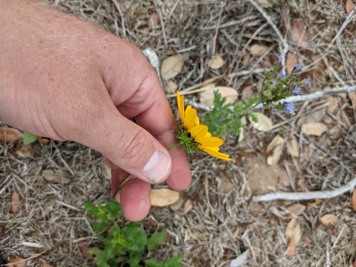 Helianthus debilis