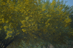 Parkinsonia