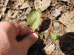 Rossmanomyces pyrolae