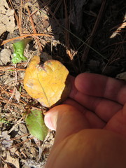 Rossmanomyces pyrolae