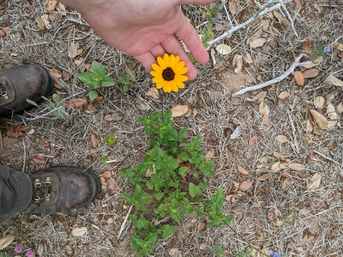 Helianthus debilis