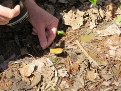 Rossmanomyces pyrolae