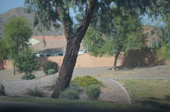 Prosopis