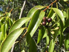 Tripodanthus acutifolius