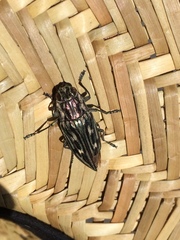 Chalcophora georgiana