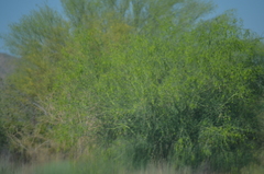 Parkinsonia