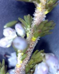 Erica paniculata