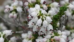 Erica paniculata