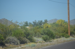 Larrea tridentata